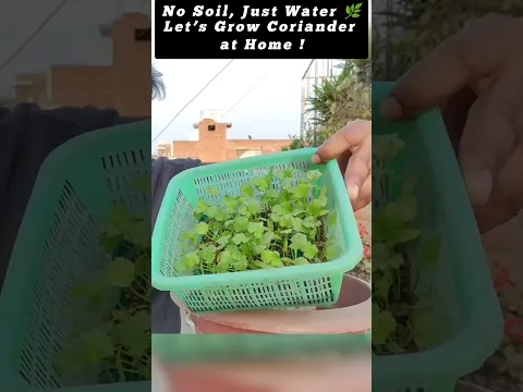 Dhania Grow Karne Ka Viral Water Trick 💧🌿 #Shorts #Reels #PlantHacks #coriender