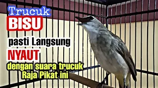 suara pancingan trucukan agar ikut bunyi dan gacor
