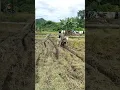 Download Lagu Angkut padi lewat bekas ban motor ojek sawah