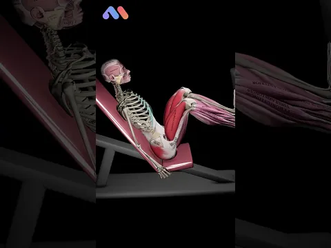 Seated Leg Press