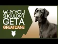 GREAT DANE 5 Reasons you SHOULD NOT GET A Great Dane Puppy