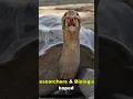Download Lagu The loneliest Animal In The World | lonesome george