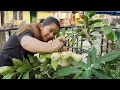 Download Lagu Luar biasa besar buahnya||panen strawberry dan jambu madu dikebun miniku