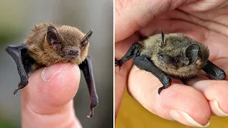 Bumblebee Bat 🦇 The SMALLEST Mammal on Earth!