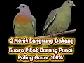 Download Lagu Suara Pikat Burung Punai Paling Gacor!!!    100%Ampuh sudah terbukti #bang khar hunter