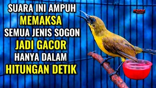hitungan detik gacor pancingan sogon agar bunyi dan emosi
