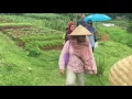 Download Lagu Lagu Anak Naik Naik ke Puncak Gunung