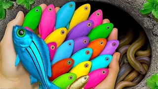 اصطد أسماك الزينة الجميلة في بركة صغيرة مثل السلحفاة الصغيرة والسمك الذهبي والكوي والجوبي وس 