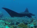 manta ray black devil enters the arena
