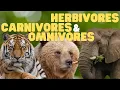 Herbivores Carnivores and Omnivores for Kids Learn which animals eat plants meat or both