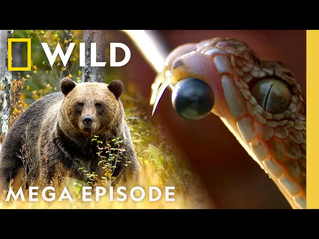 Video: Venomous Snakes & Bear Attacks | When Predators Attack MEGA Episode | Nat Geo Animals