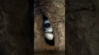 ما سر طائر ابو قرن  ما سر طائر ابو قرن