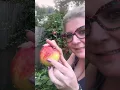 Apple Bottomed Jeans Naw just Washington Apples and what ails them