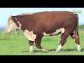 LOTE 123   TAT 4028 Touro