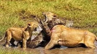 epic lion vs python rescue a cinematic tale