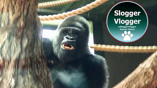 Silverback Nkoumou Troop Update With His New Family at Bristol Zoo