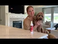 Pet MD Medicated Spray Review Antiseptic Antifungal Spray for Dogs Cats