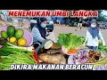 Lagu Saat mulung menemukan umbi langka, dikira makanan beracun