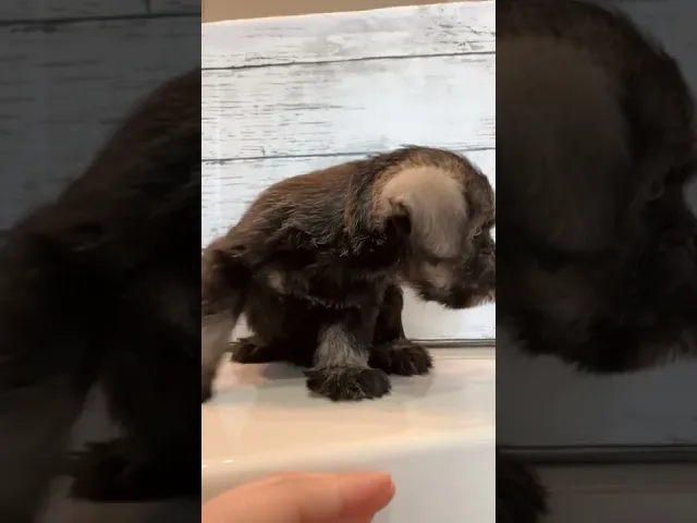 動画
