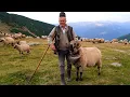 Download Lagu Coborâtul oilor din munții Retezat cu VASILICĂ POPA, MARINEL CIOBĂNAȘU' și ILIE - Ep.1