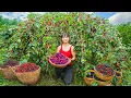 Download Lagu TIMELAPSE -- 366 Days Harvesting 100Kg Unique Juicy Mulberry, Dragon Fruit,... Go to Market Sell