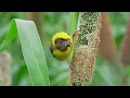 Download Lagu MASTERAN GACOR \u0026 PIKAT MANYAR TEMPUA SUARA PANCINGAN JERNIH | KICAU MERDU SUARA BURUNG PARK 2