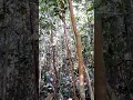 Download Lagu pikat kapas tembak jitu ..
