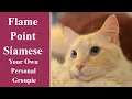 Flame Point Siamese Your Own Personal Groupie