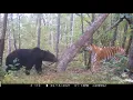 Download Lagu Ussuri brown bear and siberian tiger Grom