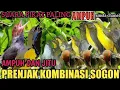 Download Lagu SUARA PIKAT SOGON KOMBINASI PRENJAK ATAS PALING AMPUH2025@Smstachanel
