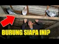 Download Lagu JANGAN DITIRU!! MALEM - MALEM TANGKAP MERPATI ORANG