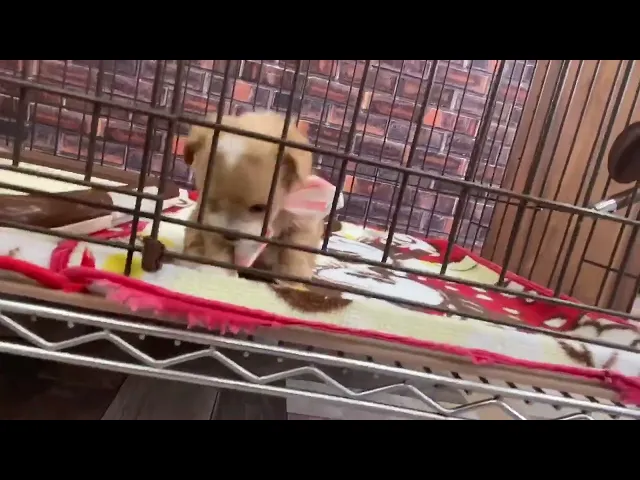 動画