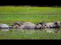Download Lagu Relaxing Buffalo Bath in Cambodian Village Fields