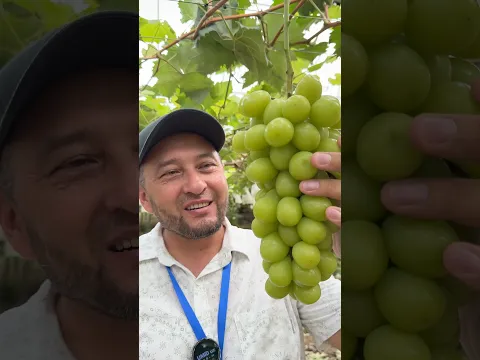 Xitoydagi SHAYEN MUSKAT uzumi 🍇 — Hosildorligi va Ta’mi bilan Hayratga Solgan Noyob Nav!