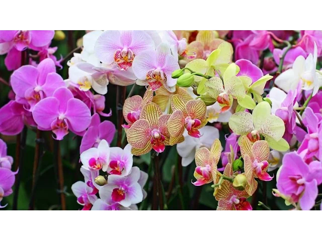 COMO CUIDAR DE ORQUÍDEAS ESPECIALISTA ENSINA COMO CUIDAR DE ORQUÍDEAS PARA QUE ELA VIVA MAIS TEMPO