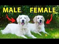 Male vs Female Golden Retriever 10 Differences Between Them