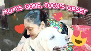 MUM 👩‍🦰 LEFT COCO🦮 AT HOME | COCO GETS ANGRY😈| COCO TAKES REVENGE, WHEN MUM👩‍🦰 RETURNS 🔪🗡⚔️🪓😤😤😤....