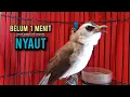 Download Lagu trucukan gacor TARUNG ROPEL PANJANG pancingan trucukan agar bunyi jadikan burung trucuk gacor NYAUT
