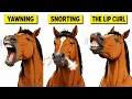 Your Horse Does These 7 Things For a Reason Most Owners Get It Wrong