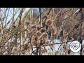 Impermanence Guided Mindfulness Meditation