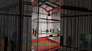 masteran handal burung jalak suren nembak tengkek buto mix kunti