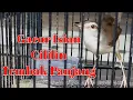 Download Lagu Ciblek Sawah Gacor Nembak Isian Cililin || CiWah Rasa Cililin || CiWah Bren || Ciblek Bren