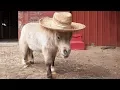 Mini Cute Ponies - Funny Horse s