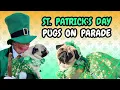 Dozens of Pugs Take Over the San Diego St Patrick s Day Parade Squishy Pup Meetup 2026