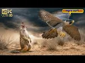 Download Lagu As 10 Aves de Rapina Mais Brutais do PLANETA!