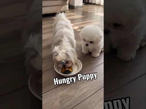 बेजुबान Puppy 4 दिनों से भूखा है 🥺 | बेचारा Dog 🐶