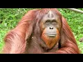 Download Lagu 繁殖期のカラスに付きまとわれた、あごひげ立派なアピ♂10・オランウータン　2025/06/09