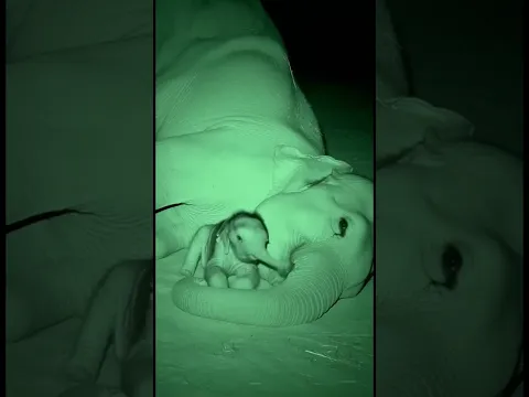 Kindness 🐘 Baby Elephant's Nighttime Cuddle with Mom #kindness #elephantlove #shorts