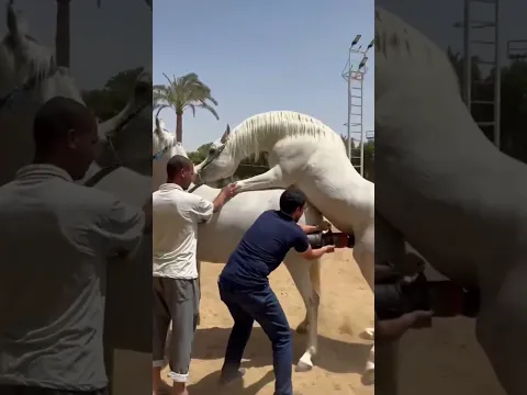 Horses and Rabbit Survive Deadly Flood Together #horse  #AnimalHeroes #Survival #shorts