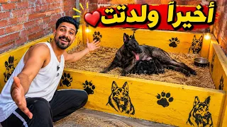     أخيرًا كلبتي ولدت! 😱❤️ لحظة وصول الجراوي بعد انتظار طوي